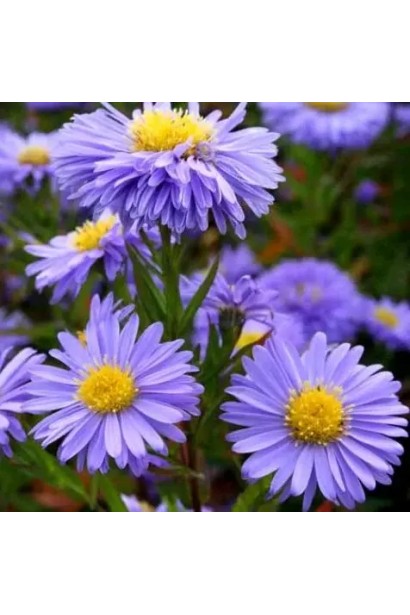 Aster novi-belgii Блу Байю 